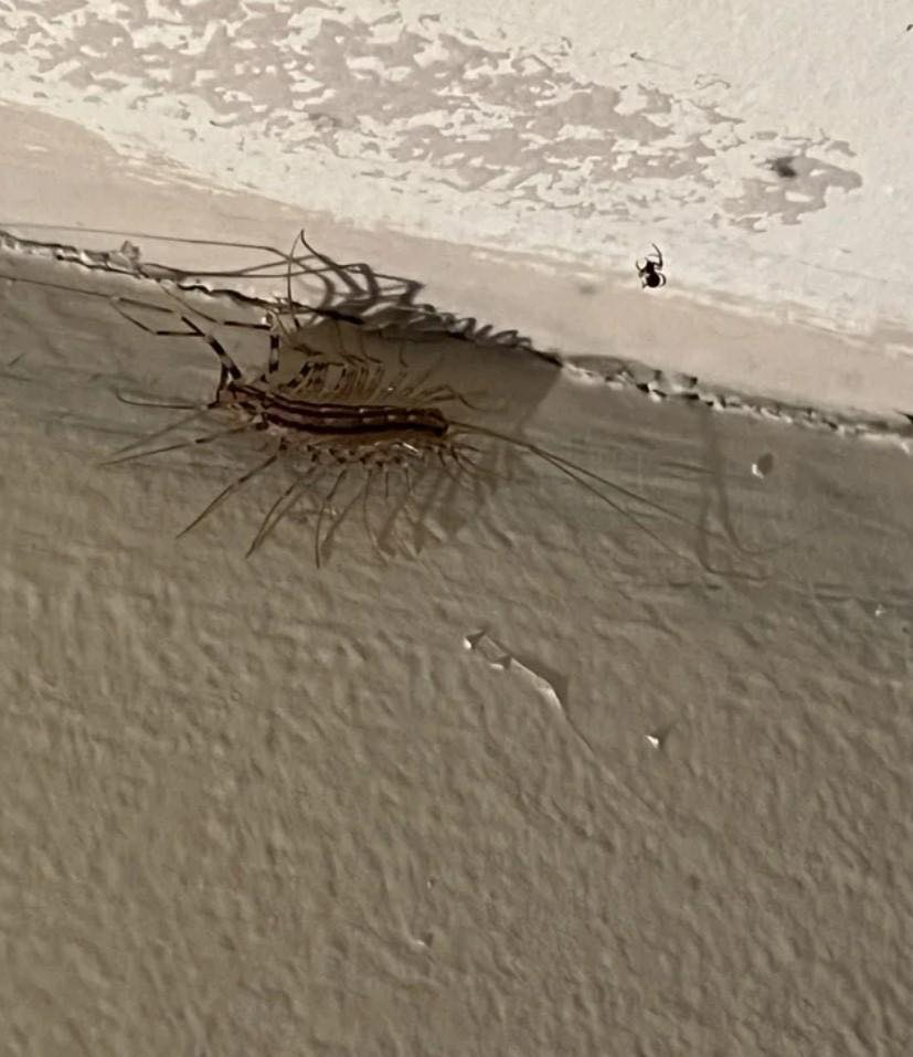 Why You Should Never Ever Kill A House Centipede If You Find One Inside Of Your Home