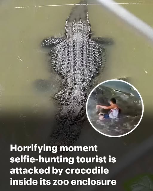 Crocodile Attacks Tourist Who Climbed Into Its Pen for a Selfie With It