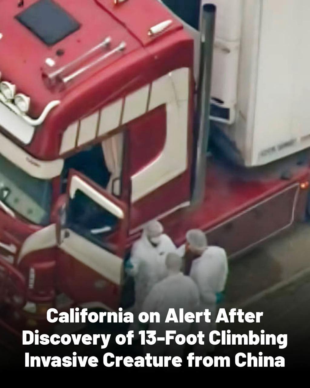 California on Alert After Discovery of 13-foot Climbing Invasive Creature from China
