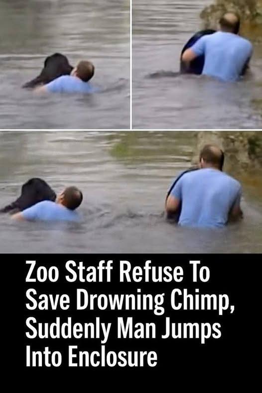 Despite being warned that chimps are incredibly strong and dangerous, Rick dove into the exhibit. Just as he grabbed the struggling chimp, he noticed another one sprint… See more