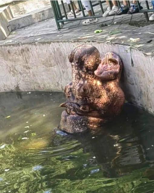 HT9. The Fascinating Optical Illusion of an Underwater Hippo: What Do You See?