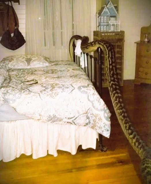 A Woman Woke to a Five-Meter Snake on Her Bedside – A Reminder to Exercise Caution at Home