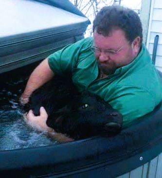 A Farmer’s Unconventional Rescue: How a Hot Tub Saved a Newborn Calf from the Snow