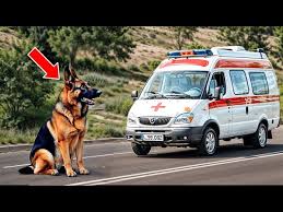 The Dog Blocked the Ambulance Road — When Medics Came Out, They Were Shocked by What They Saw…