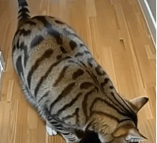 After my cat somehow managed to bring puppies home, a police officer showed up at the door!